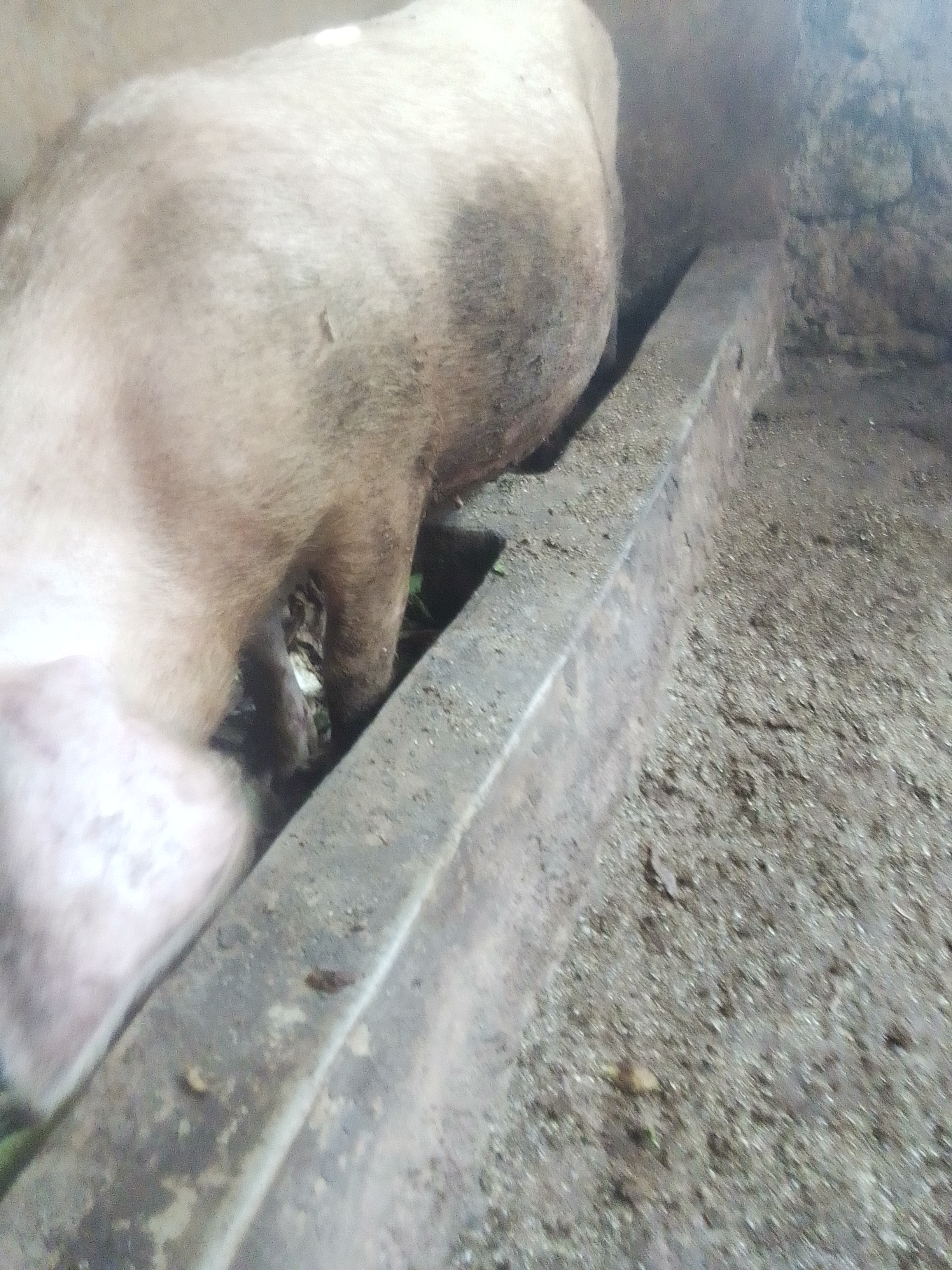 PIGGERY